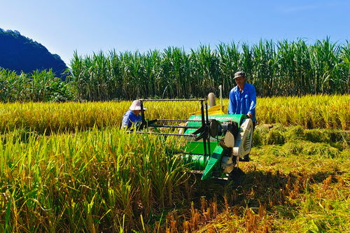 農(nóng)田四季不閑 畜產(chǎn)品購銷貿(mào)易的發(fā)展與挑戰(zhàn)