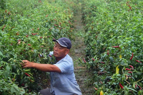 楊集鎮(zhèn) 秋來辣椒紅似火 椒農(nóng)笑意滿枝頭